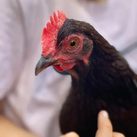 The Annex: 2 Bedroom Cottage, Countryside, Peaceful Getaway With Garden Holiday home