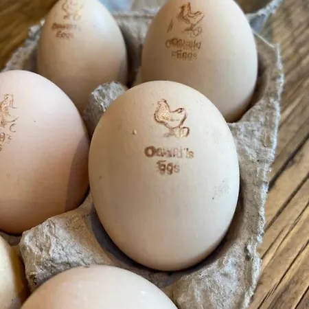 The Annex: 2 Bedroom Cottage, Countryside, Peaceful Getaway With Garden * 이징올드